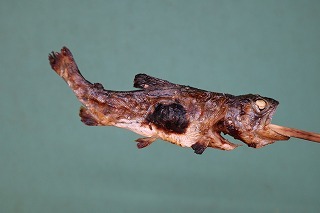 IMG_0909.jpg